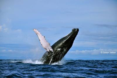 Avistamiento de Ballenas