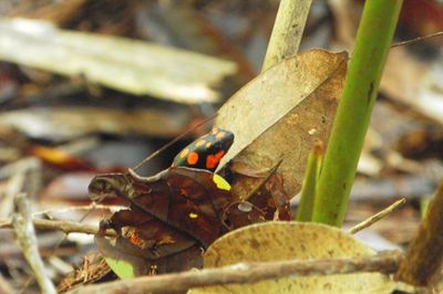 Avistamiento de Anfibios en Selva en Nuqui