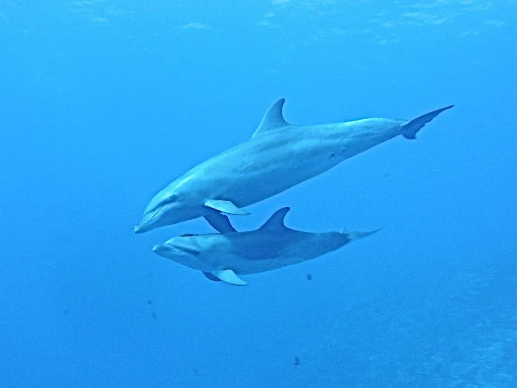 Selva y Avistamiento de Delfines en el Amazonas