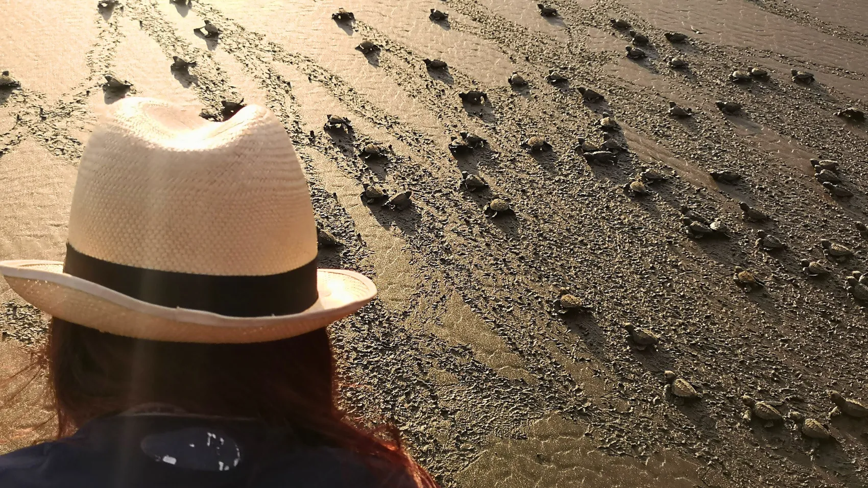 Liberación de tortuguitas en El Almejal