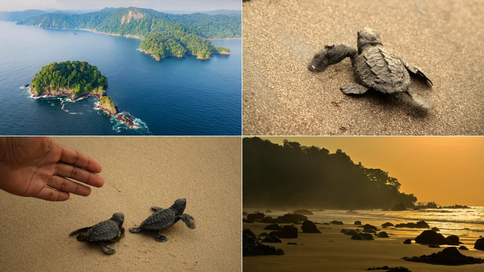 Liberación de tortuguitas en Nuquí