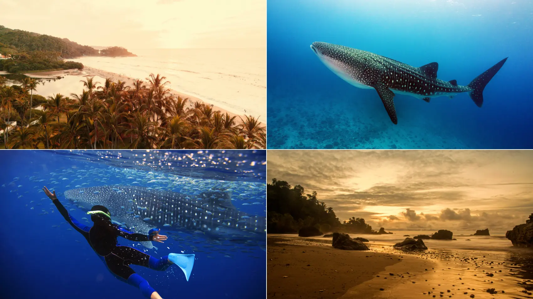 Aventura Azul: Nada con el Tiburón Ballena en Nuquí
