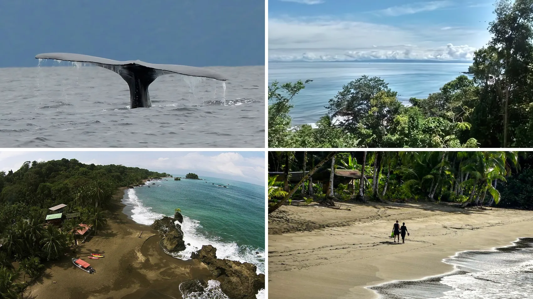 Avistamiento de Ballenas desde Medellín 2 Noches