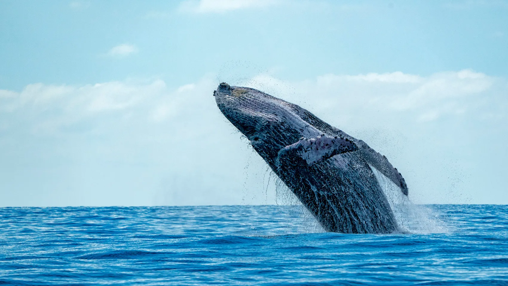 Avistamiento de Ballenas en Bahía Solano 6 Noches