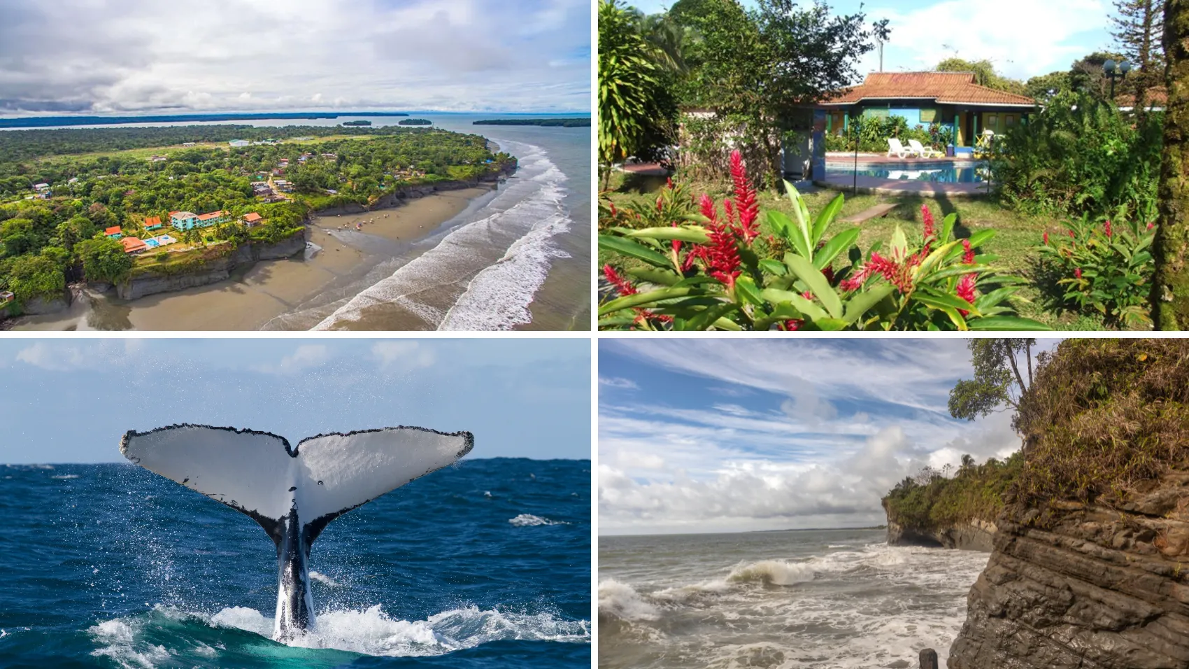 Avistamiento de Ballenas 2 Noches en Buenaventura