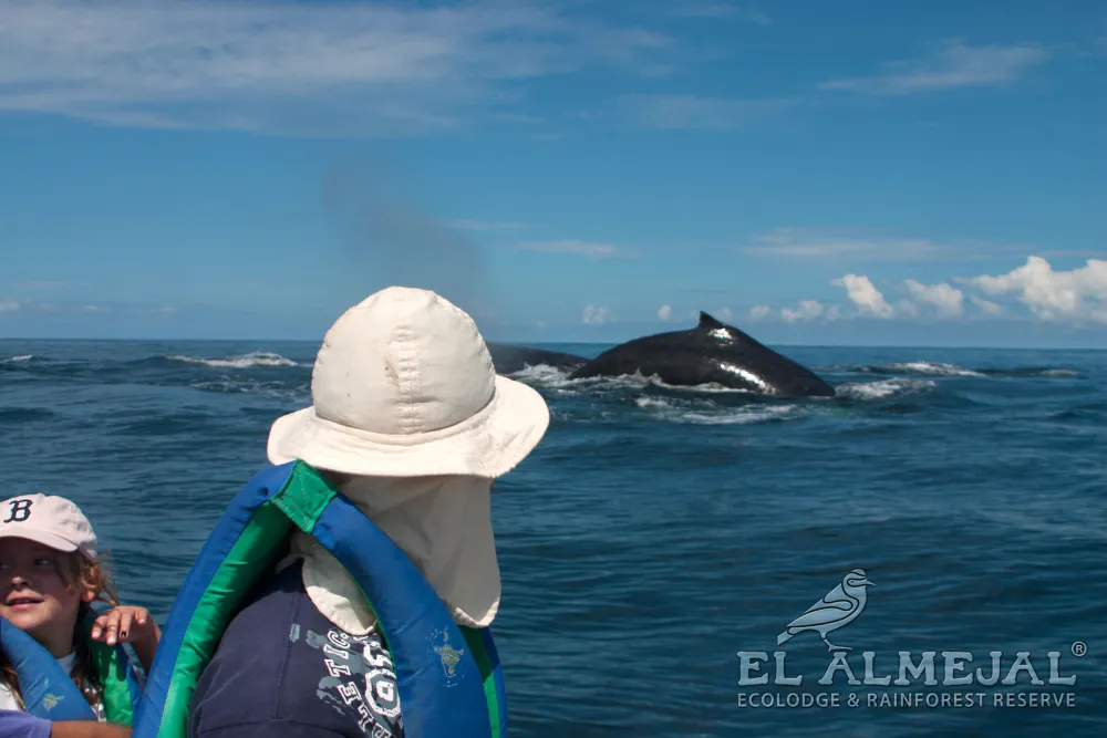 Avistamiento de Ballenas 3 Noches en El Almejal