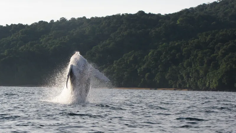 Avistamiento de Ballenas en Bahía Solano 3 Noches