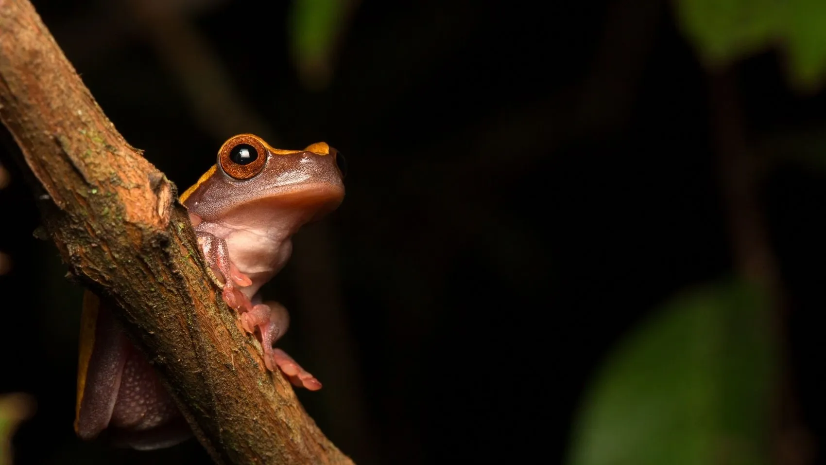 Amazonas Profundo Fin de Año