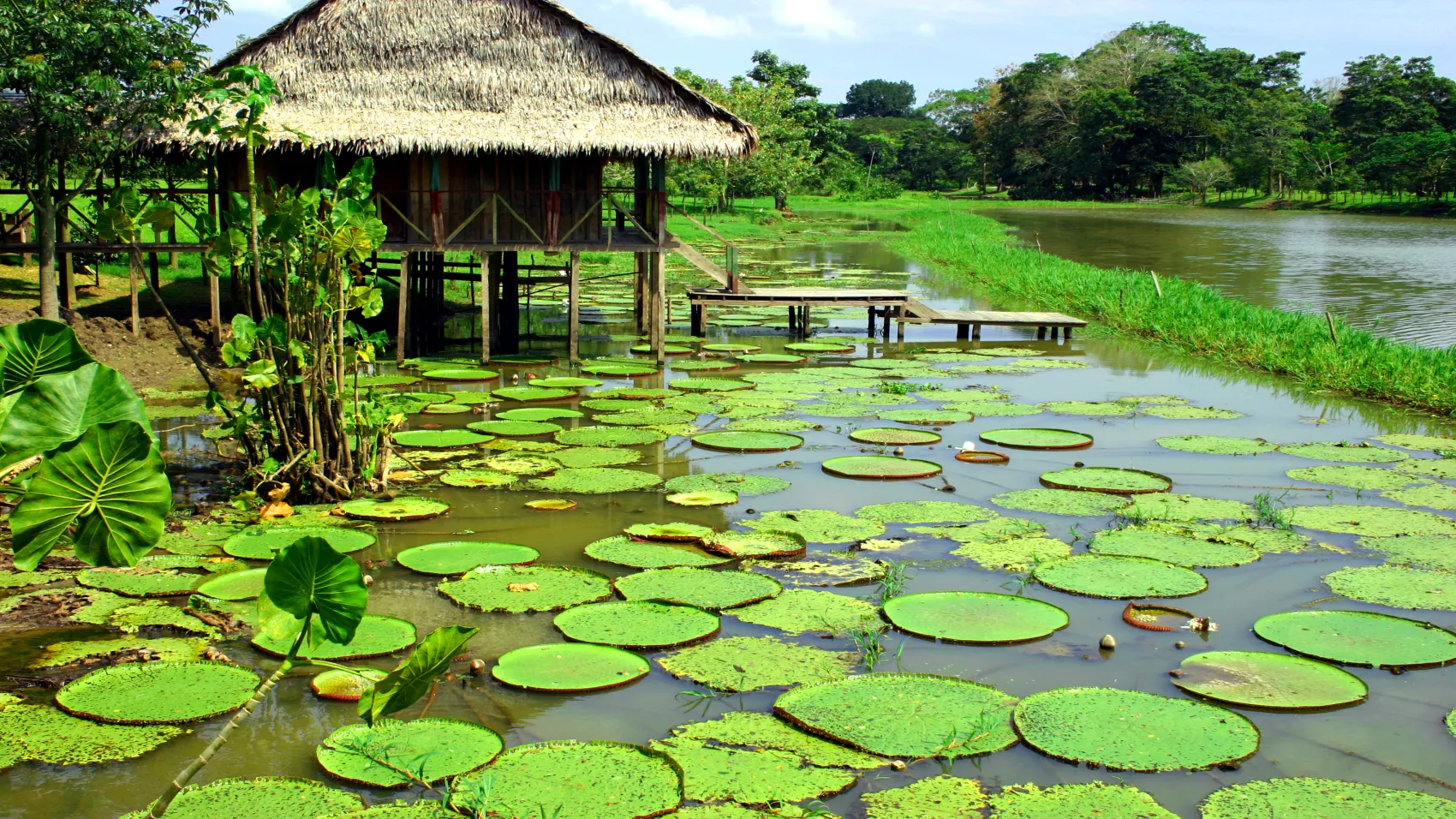 Selva Viviente del Amazonas desde Leticia