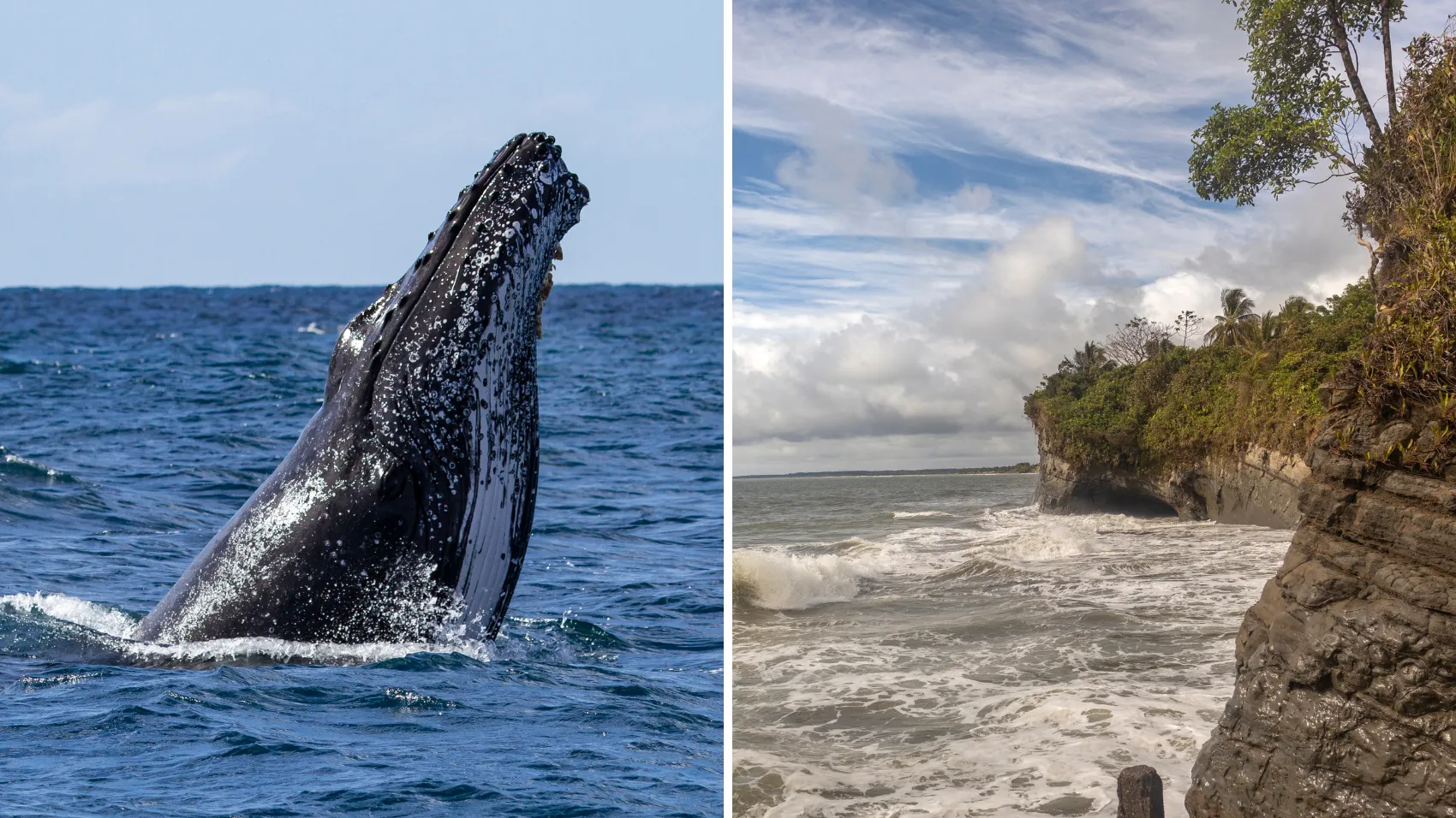 Avistamiento de Ballenas 3 Noches desde Buenaventura