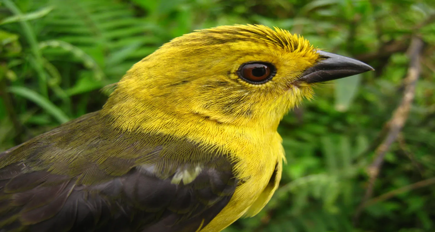 Safari de Aves en Ibagué