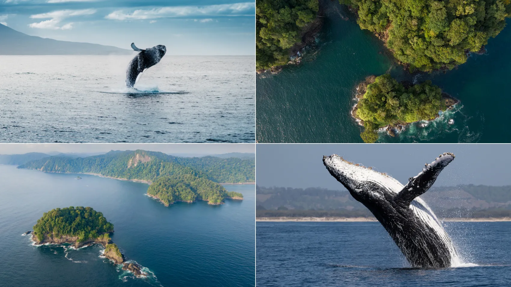 Avistamiento de Ballenas desde Bogota 4 Noches
