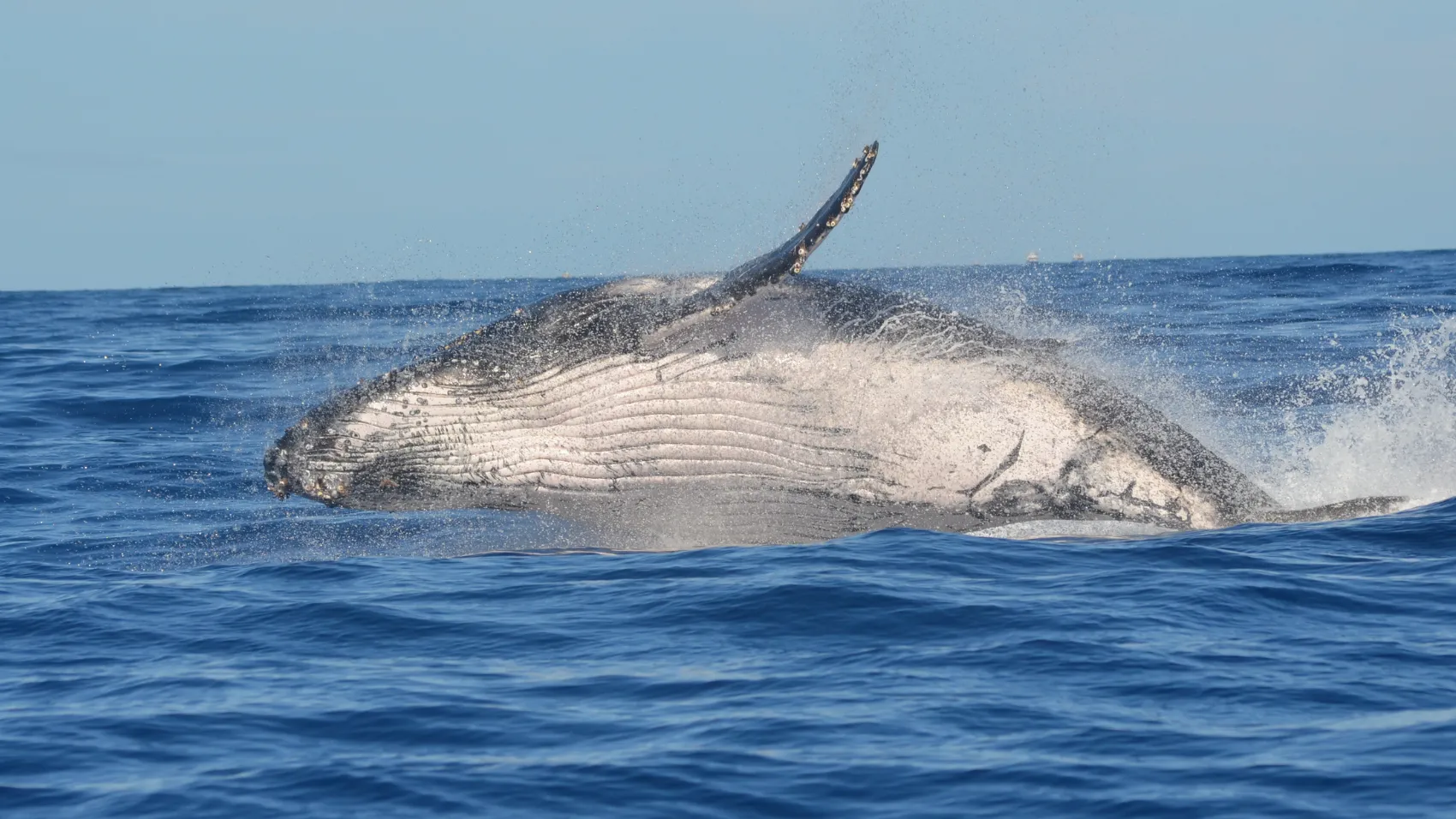 Avistamiento de Ballenas en Bahía Solano 3 Noches con tiquetes aéreos