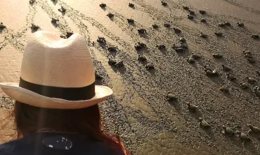 Liberación de tortuguitas en El Almejal - Bahía Solano
